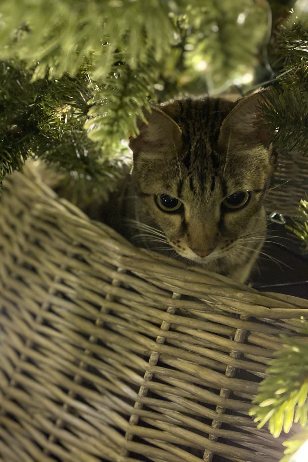 interiors by karyn cat christmas