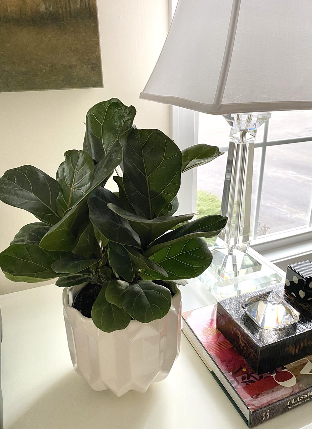 little-fiddle-leaf-fig-ficus